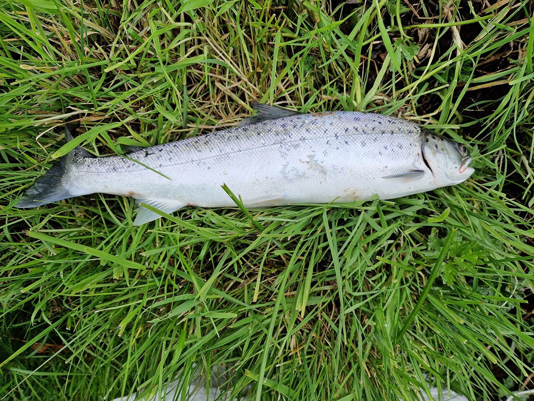 Jeromes Sea Trout